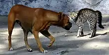 Кошка и собака